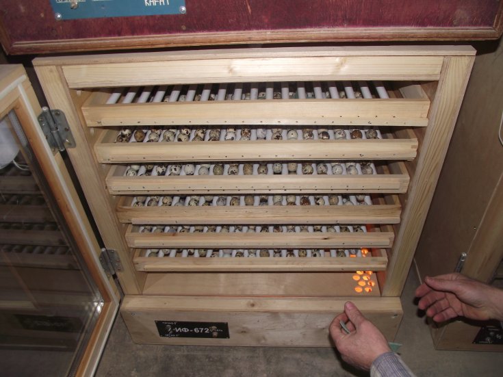 Инкубатор своими руками - чертежи и описание, виды инкубаторов для вывода птенцов в домашних условиях. 120 фото самодельных инкубаторов