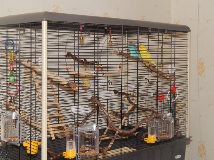 Как сделать клетку для попугая: основные требования, инструменты и материалы, пошаговая фото-инструкция. Советы мастеров по обустройству клетки